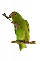 Rabadilla Verde